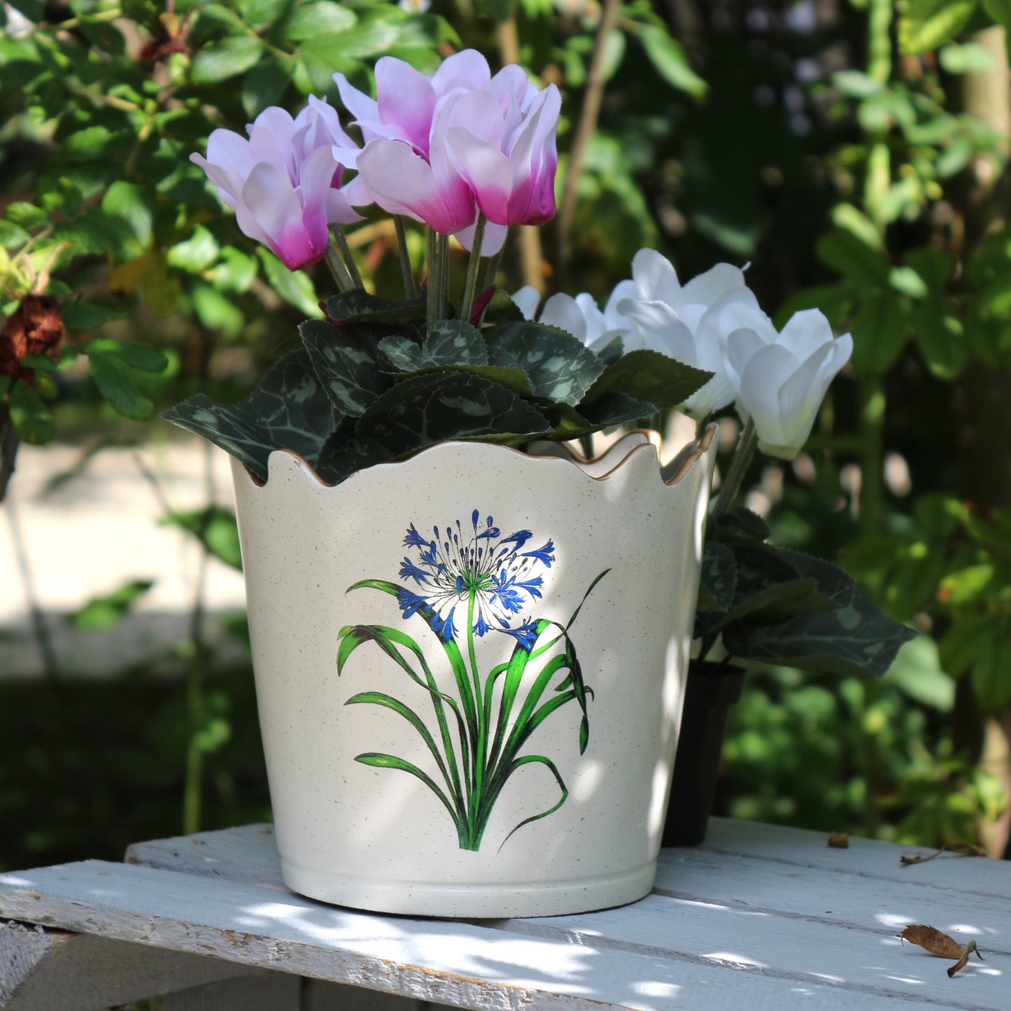 Scalloped Top Cachepot/decorative Planter: Agapanthus