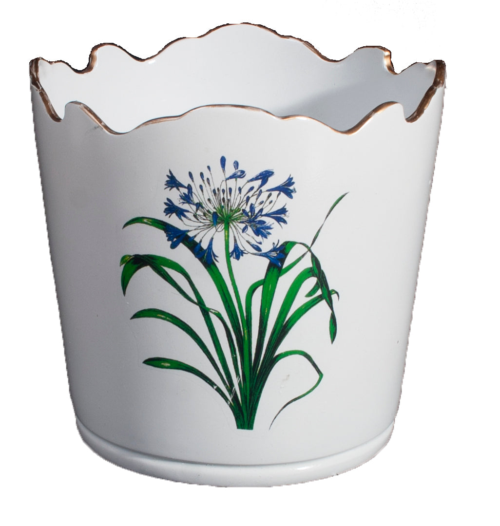 Scalloped Top Cachepot/decorative Planter: Agapanthus