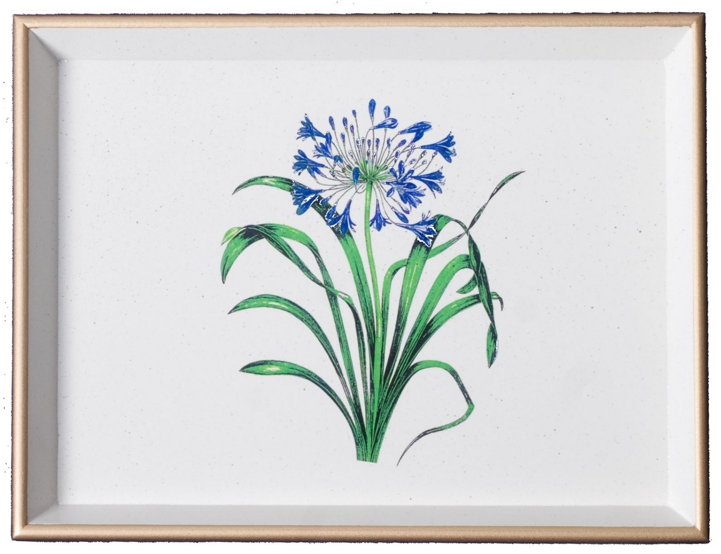 Vanity Tray: Agapanthus