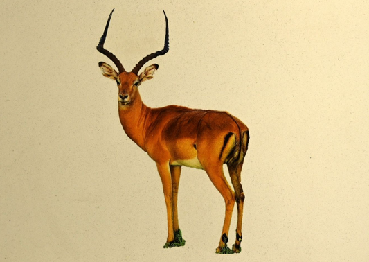 Organiser Box:  Impala